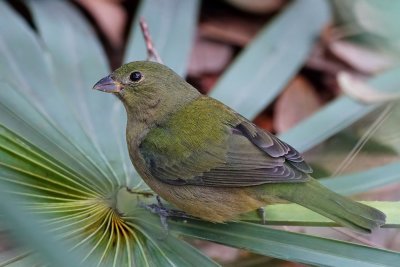 Female painted bunting on a palm fan