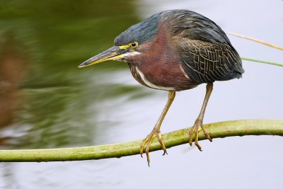 Green heron far out over the water