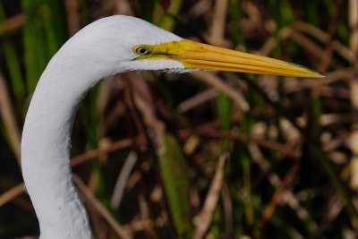 Great egret very close up