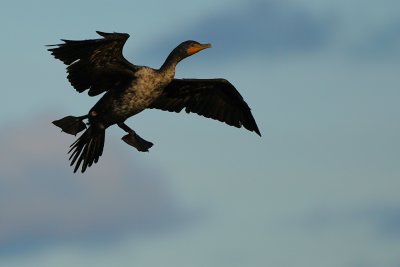 Cormorant gear own to land