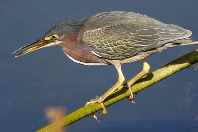 Green heron on his reed