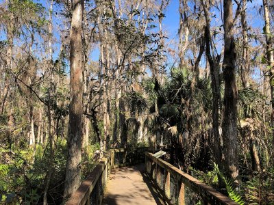 Arthur Marshall Cypress Trail