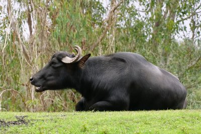 Water buffalo chewing