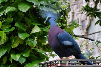Crowned pigeon showing off