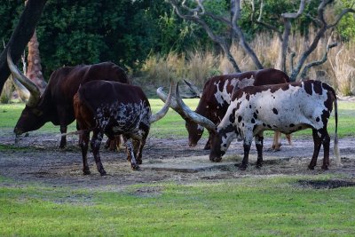 Ankole cattle gathered together