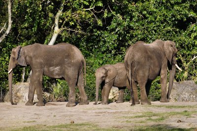 Elephant family