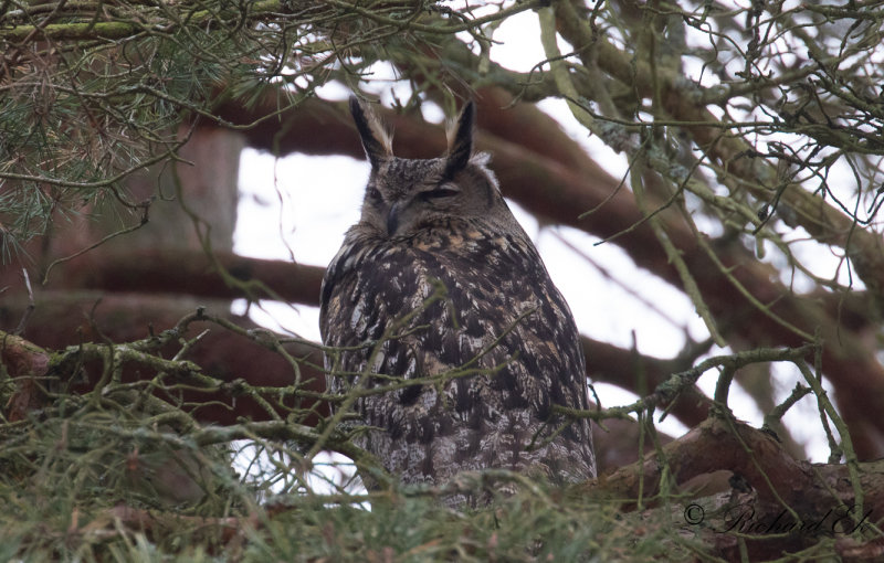 Berguv - Eurasian Eagle Owl (Bubo bubo)