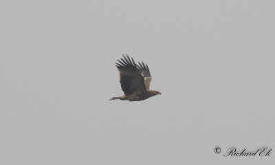 Kejsarrn - Imperial Eagle (Aquila heliaca)