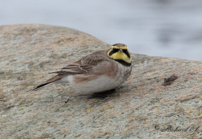 Berglärka - Shore Lark (Eremophila alpestris)