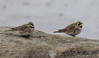 Berglärka - Shore Lark (Eremophila alpestris)