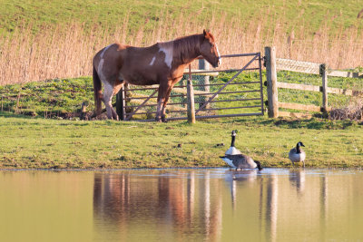 Horse & Canada Geese at South Huish Ley 17/01/19.jpg