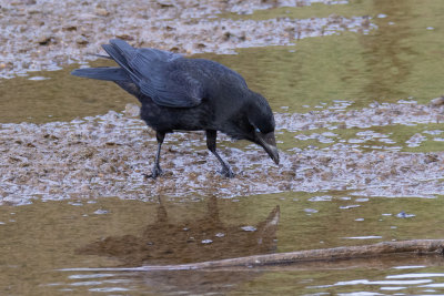 Crow admiring its reflection_060219.jpg