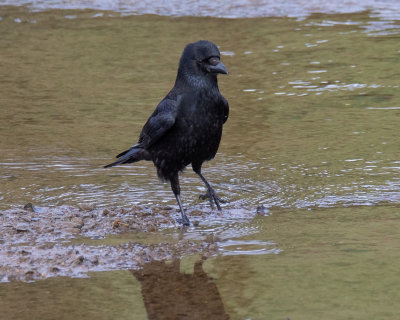 The Dancing Crow.jpg