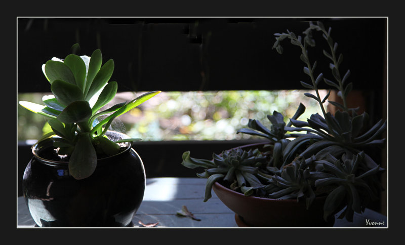 Plants In Pots and Baskets