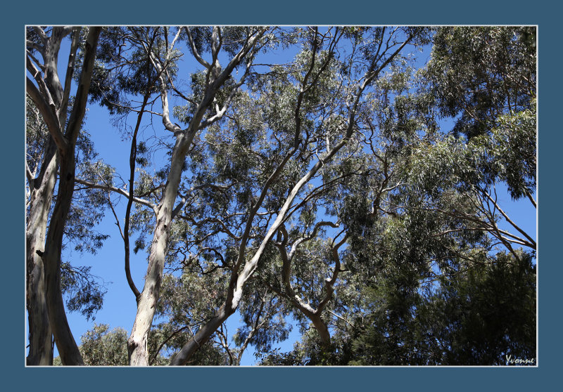 More Eucalyptus Trees