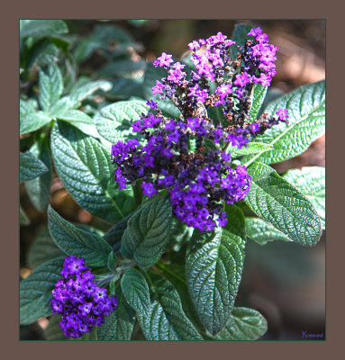 Heliotrope