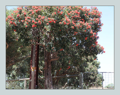 The red flowering gum tree