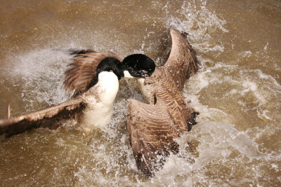 Canada Geese really like a good punch up.