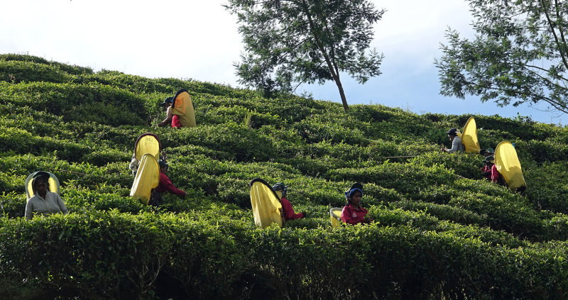 tea pickers