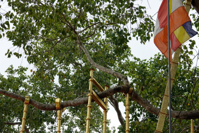 Jaya Sri Mata Bodhi tree
