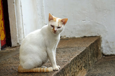 temple cat
