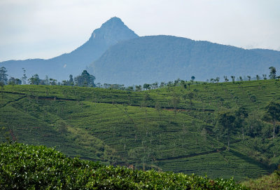 tea country landscape