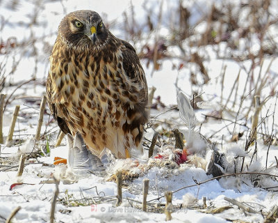 NORTHERN HARRIER