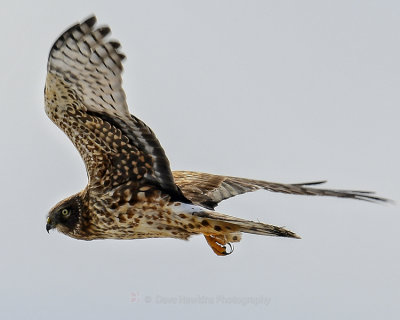 NORTHERN HARRIER
