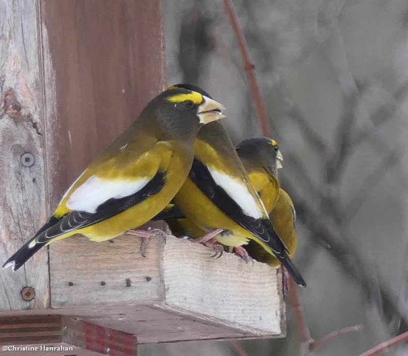 Evening grosbeak