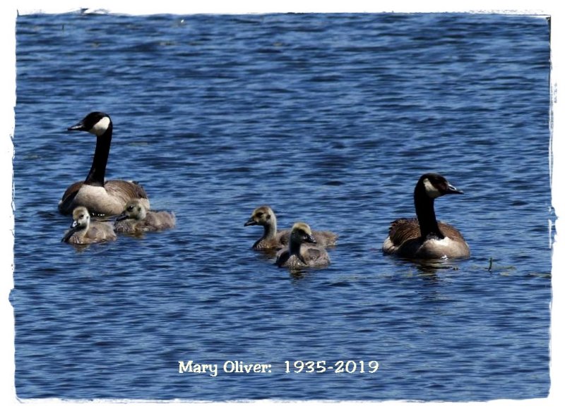 Mary Oliver: Wild Geese