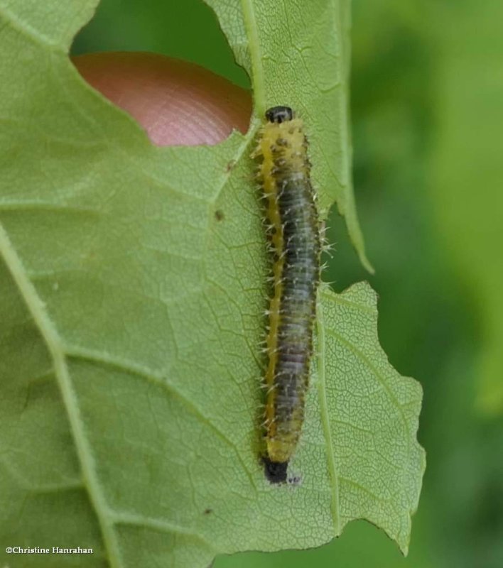 Sawfly larva (Eupareophora parca)