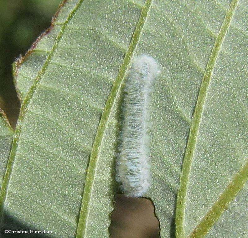 Sawfly larva (Subfamily Allantinae)