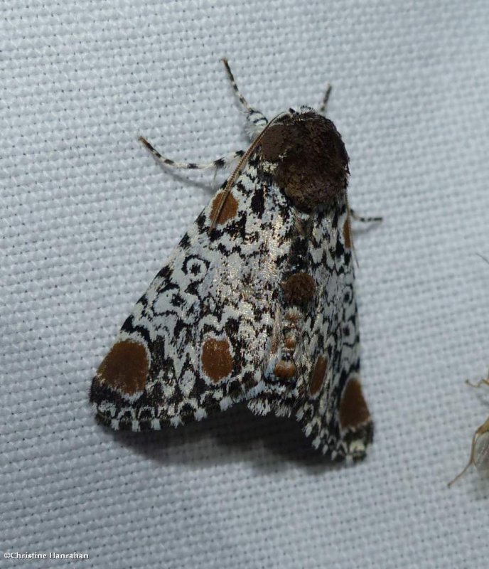 Harris' three-spot moth  (Harrisimemna trisignata), #9286