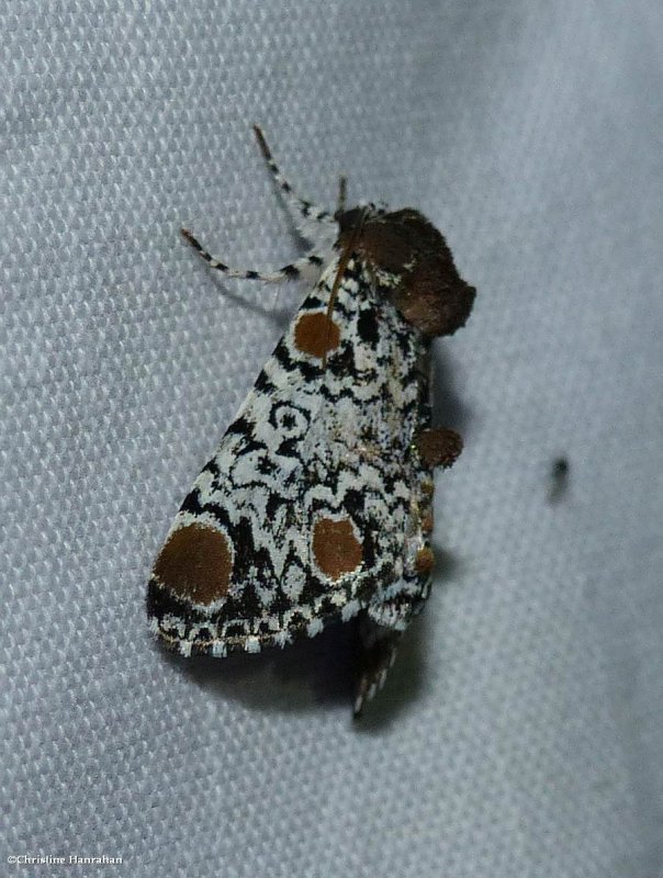 Harris' three-spot moth  (Harrisimemna trisignata), #9286