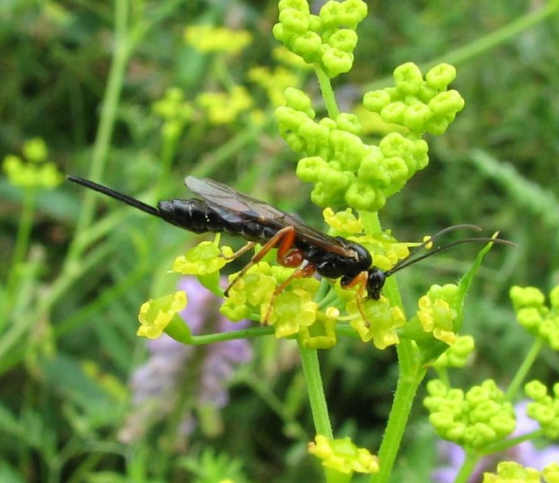 Ichneumonid wasp (Tribe Ephialtini) female