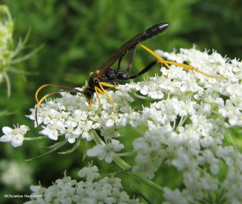 Ichneumonid wasp (Acroricnus stylator, ssp. aequatus)