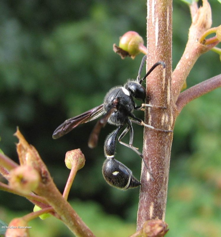 Potter wasp, (Eumenes fraternus)