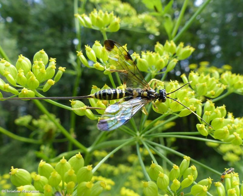 Ichneumonid wasp (Spilopteron formosum), female
