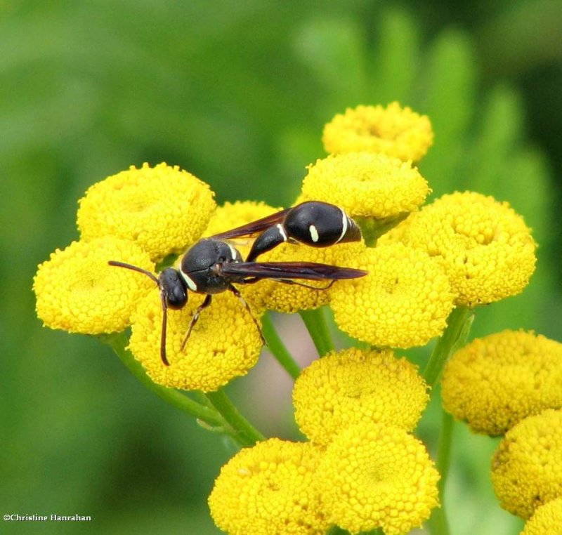 Potter wasp (Eumenes)