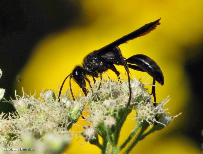 Great black digger wasp (Sphex pensylvanicus)