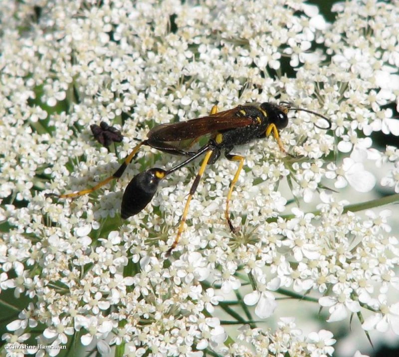 Mud-dauber wasp (Sceliphron caementarium)
