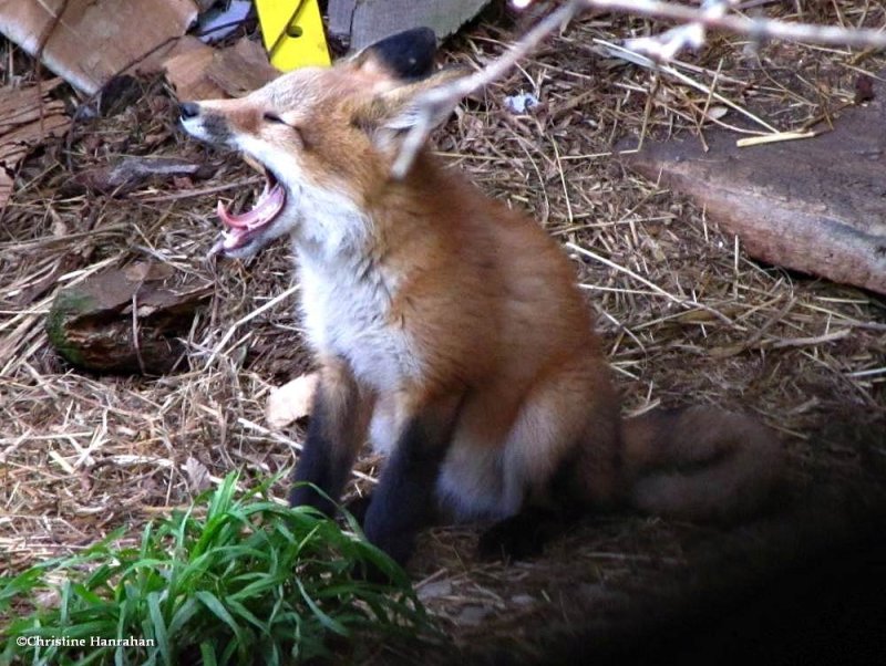 Red fox kit (Vulpes vulpes)