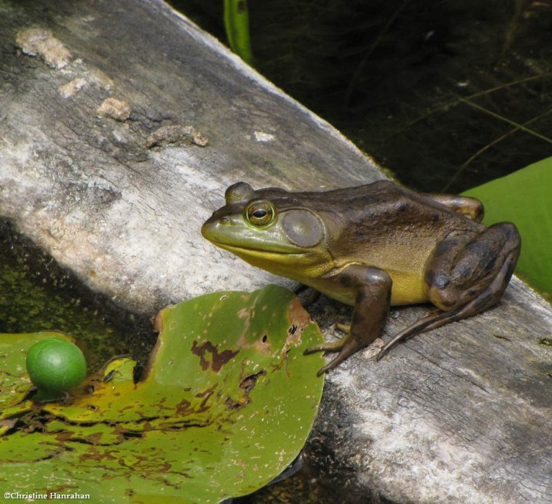 American bullfrog  (Lithobates catesbeianus)