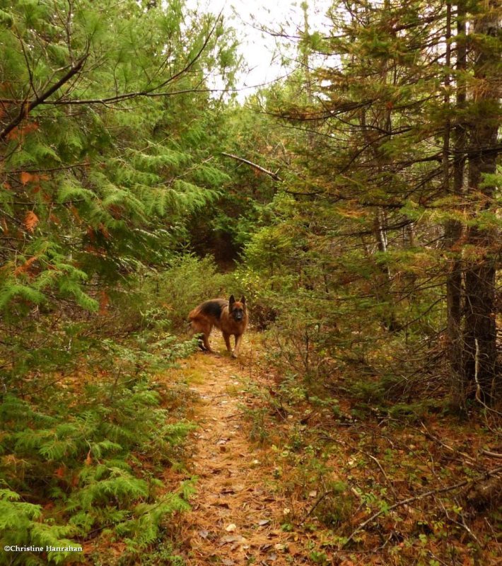 Sasha on the trail