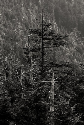 Pine tree and dead pines, Great Smoky Mountains