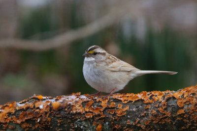 White- throated Sparrow