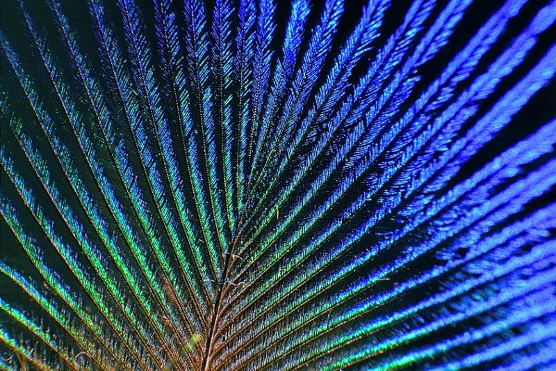 Peacock Feather 