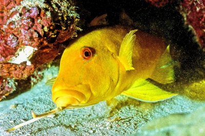Sleeping Yellow Goatfish 'Parupeneus cyclostoma'