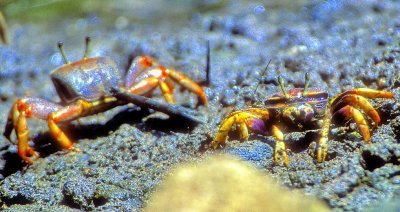 Two Mud Crabs 