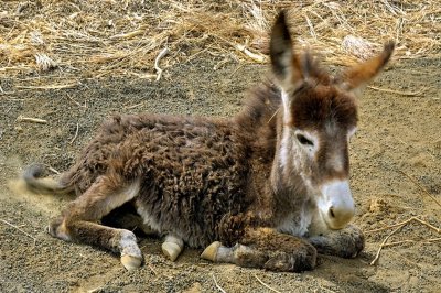 Young Hairy Donkey